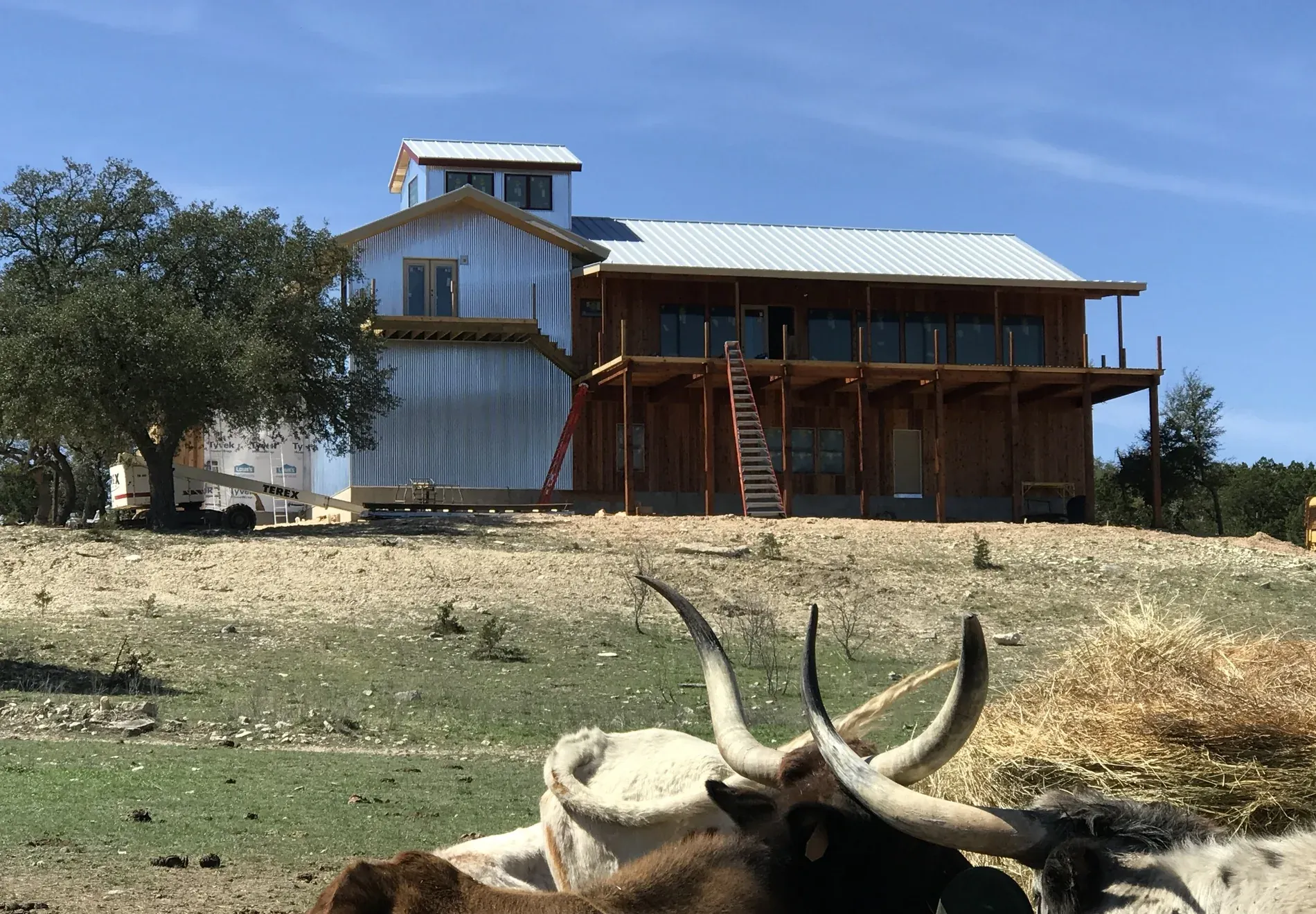 Shop of Dreams from the pasture, longhorn cattle grazing in the foreground